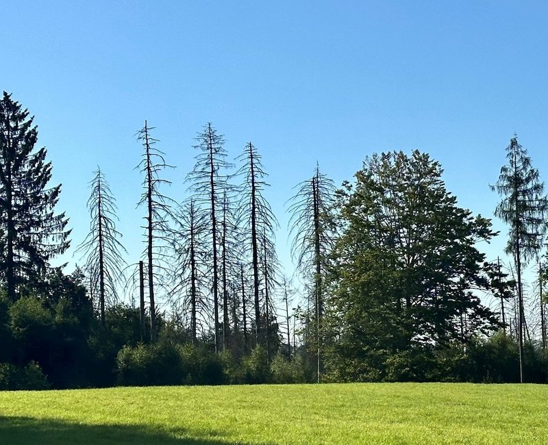 Wald in Wermelskirchen