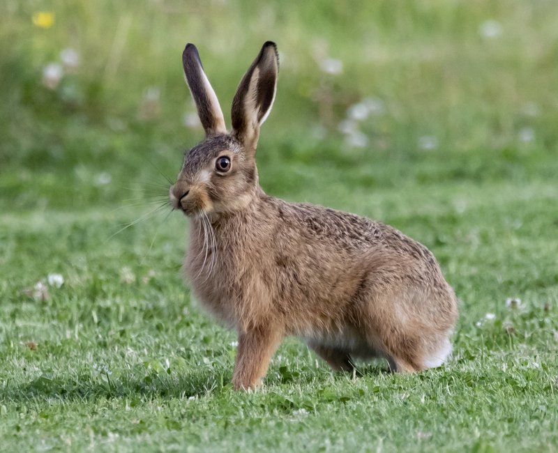 Hase auf einem Feld