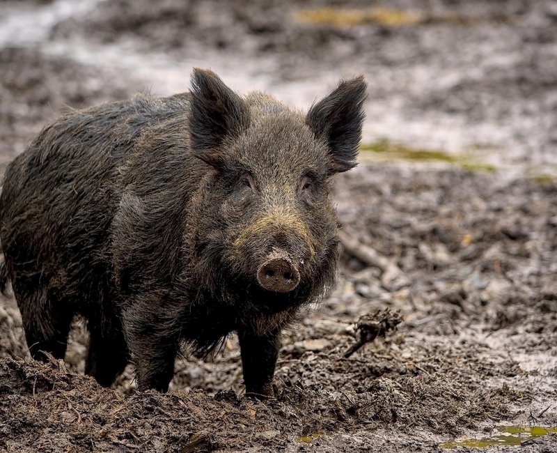 Wildschwein